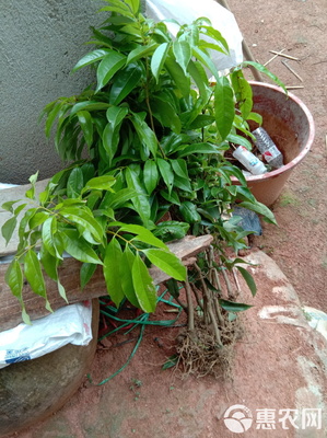 無(wú)核荔枝苗