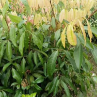 盆栽果樹苗產(chǎn)品圖片|圖片大全|圖片庫(kù)