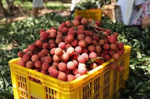 各位 公主 殿下 ,讓太平 藤縣的美食特產陪您一起溫暖過冬吧