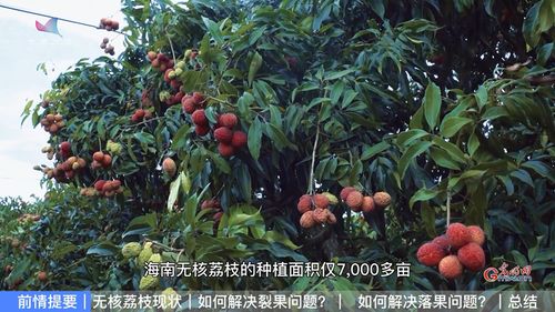 無核荔枝難栽培 農業專家來破題