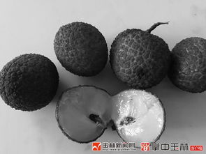 玉林荔枝產(chǎn)業(yè)硬傷軟肋突然變成了優(yōu)勢(shì)