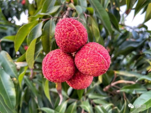 荔枝貴族 海南鴛鴦無核米枝上市,歡迎選購(gòu)