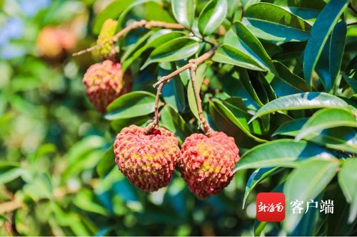 今年?？谛阌⒒鹕嚼笾︻A(yù)計(jì)產(chǎn)量3000萬(wàn)斤 首批熟果預(yù)計(jì)5月25日上市