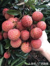 廣西欽州特產(chǎn)荔枝,細(xì) 脆 甜