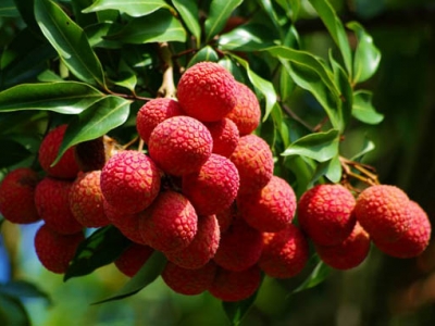 招商 廣西靈山荔枝特色新鮮水果妃子笑香荔非無核荔