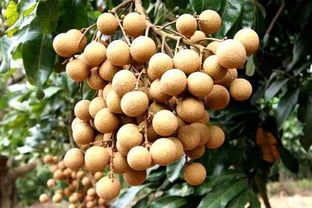 我為化州代言：無核荔枝，家鄉的甜蜜瑰寶