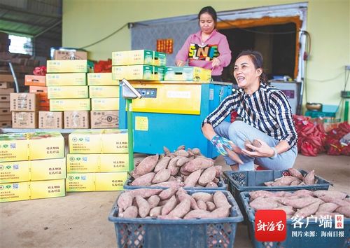 海南闊步新征程 澄邁農旅融合，無核荔枝點亮美好生活
