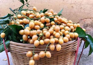 郁南無核荔枝 借灣區(qū)東風(fēng)，揚特色品牌