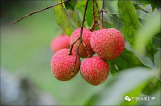 海南澄邁陸僑無核荔枝驚艷上市，主打高端市場(chǎng)熱銷北上廣深