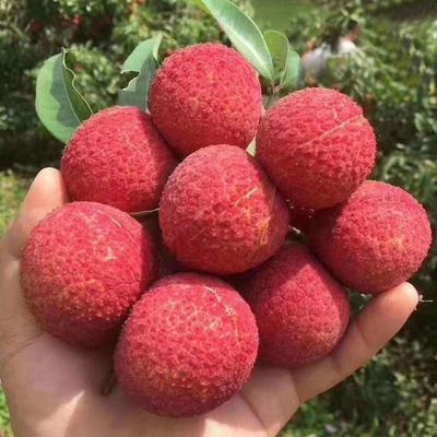 澄邁無核荔枝批發(fā) 海南海口秀英區(qū)優(yōu)質(zhì)無核荔枝解析