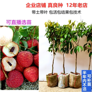 無核荔枝樹苗的培育與無核荔枝的獨(dú)特優(yōu)勢(shì)