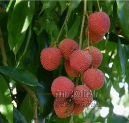 荔城荔枝特產(chǎn)價格與無核荔枝特點