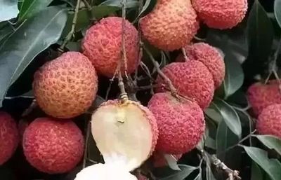 無核荔枝 水果界新晉“網紅”的崛起與商業潛力