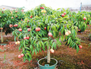 澄邁盆栽無核荔枝 創新培育，即將“鮮活”北上銷往內地