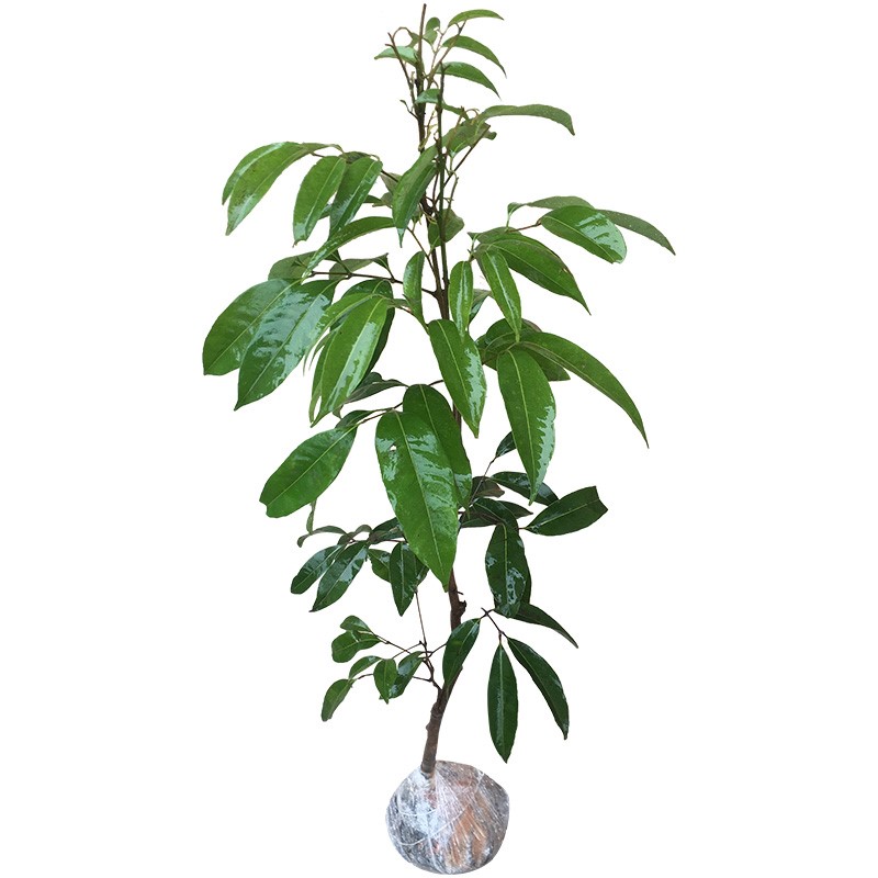 無核荔枝苗 妃子笑、糯米糍、桂味南北方種植指南與當年結果潛力