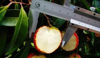 什么水果最賺錢？盤點2018年十大網紅水果，無核荔枝為何獨領風騷？