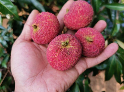 荔枝新貴對決 仙進奉、井崗紅糯與無核荔枝，誰是王者？