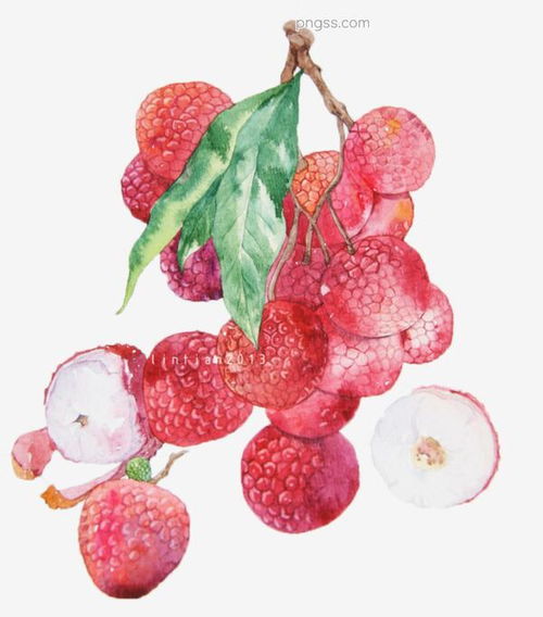 夏日清甜 荔枝水彩畫中的藝術與風味